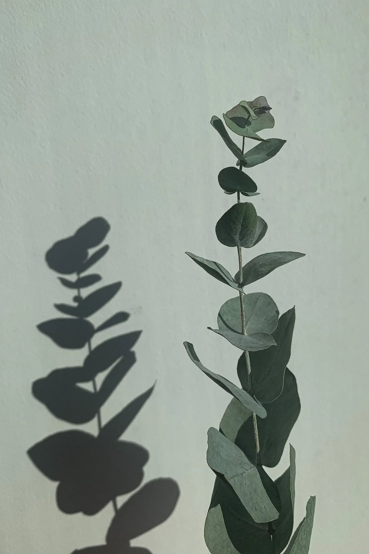 Eucalyptus