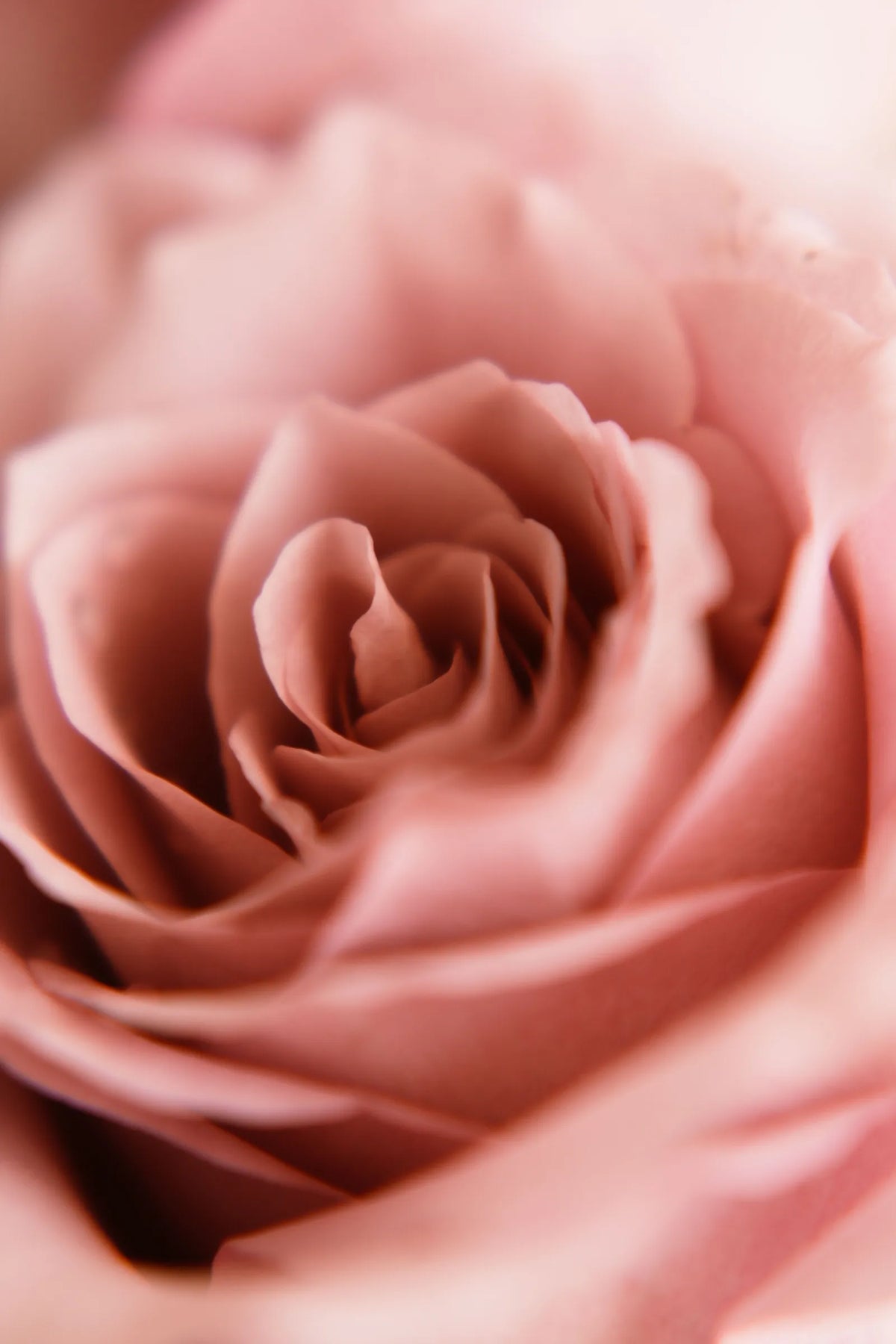 Rose Petal
